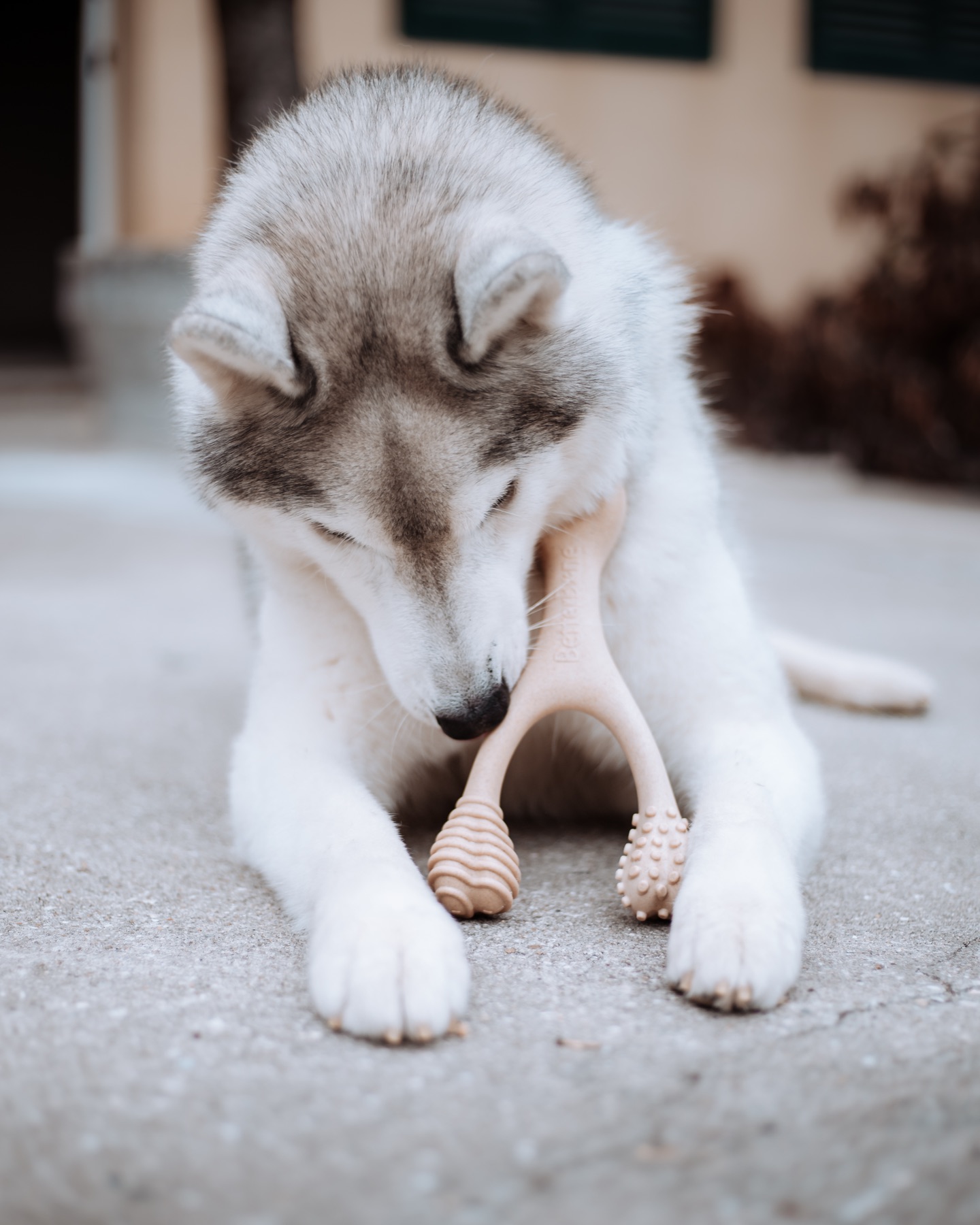 Husky holding a BetterBone chew outdoors