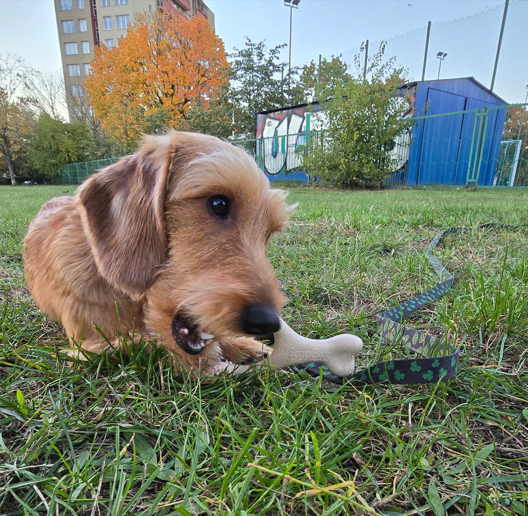 Dachshund chewing a BetterBone in the park