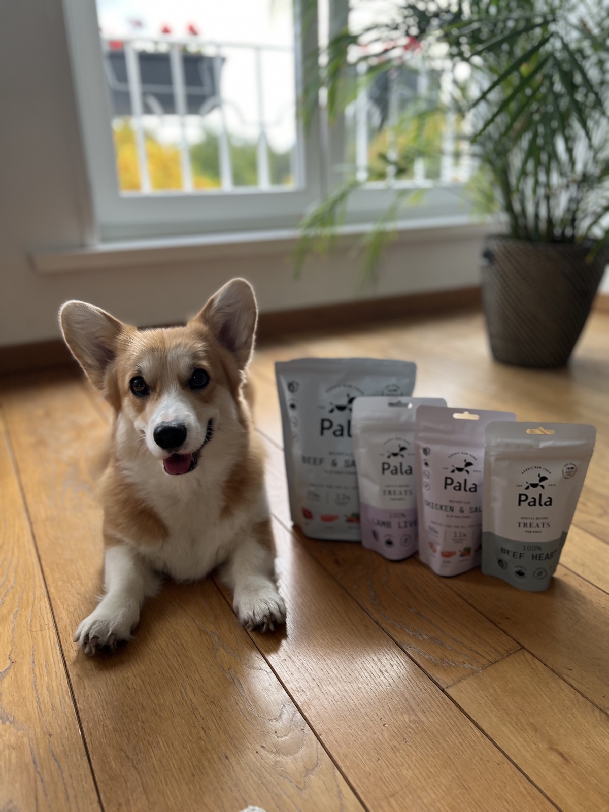 @corgi.sweet.cookie