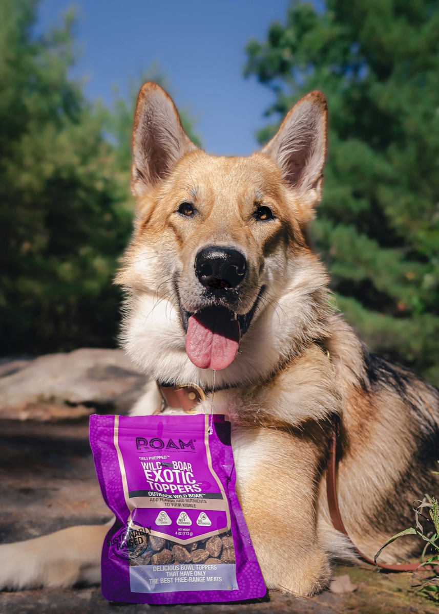 that.tamaskan's dog with ROAM Pet Treats