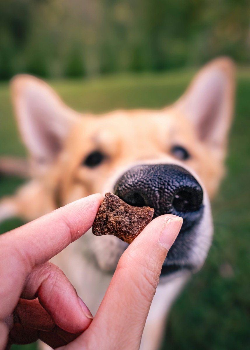 A ROAM treat offered to a dog